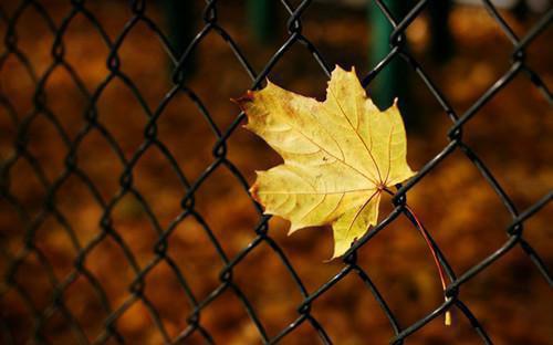 江挽声郑问大结局免费阅读 江挽声郑问全文小说