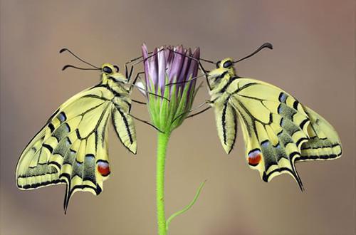 乔颜盛柏聿小说 乔颜盛柏聿全文免费阅读