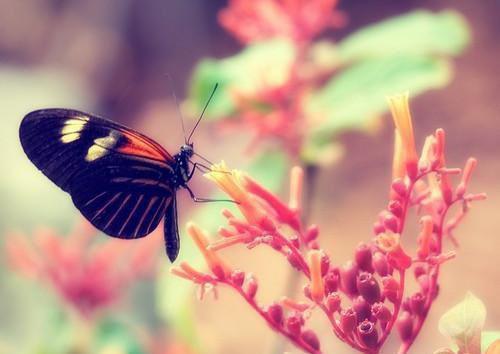 绝世神医纵横都市在线免费阅读 陈南朱可人无删减小说