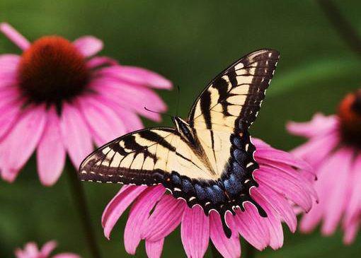 段怡霄蒋允缇大结局免费阅读 段怡霄蒋允缇全文小说