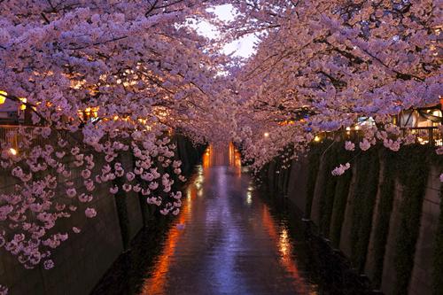 被准嫂子虐杀塞进礼物盒后，偏执狂哥哥杀疯了目录 白露顾焱无弹窗阅读