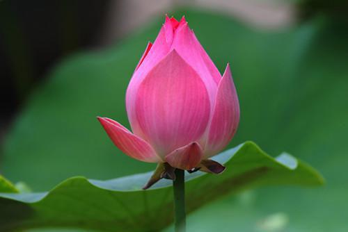 林青青徐洁什么小说 林青青徐洁全文免费阅读