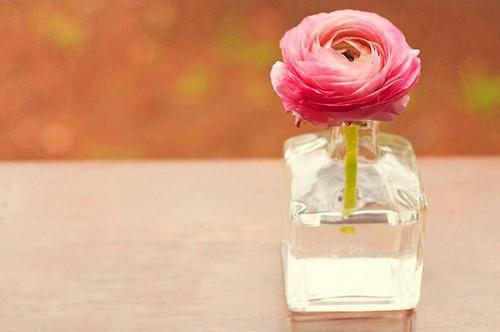 林一张兰小说 林一张兰免费全文阅读