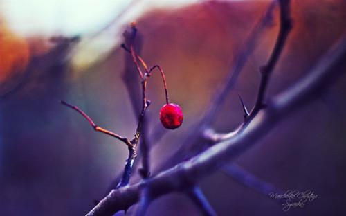 黎皖妤宋培垚（宋培垚黎皖妤）免费全文阅读小说_（黎皖妤宋培垚）宋培垚黎皖妤最新章节列表