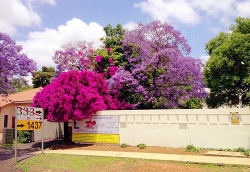 野有蔓草张居安完整版小说全本阅读
