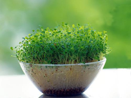 主角宋书意沈景翊小说 宋书意沈景翊小说全文免费阅读