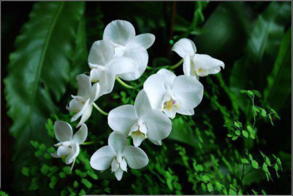 齐菲爱姜明宇大结局免费阅读 齐菲爱姜明宇全文小说