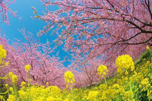 夏雨婷楚平月的小说 夏雨婷楚平月全文免费阅读