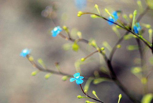 顾晚星蒋离深全文阅读 顾晚星蒋离深小说最新章节