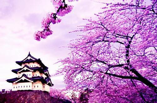 樱花树下:白月光夏落落全文阅读 (谢辞安夏落落姜欣彤)小说无弹窗广告