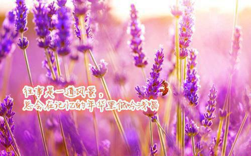 主角蓝月楚泽明小说免费阅读最新章节