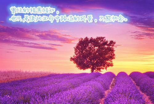 赵露陆城沈清清最新篇章 生日当天，老公陪青梅给狗过生日全本免费阅读