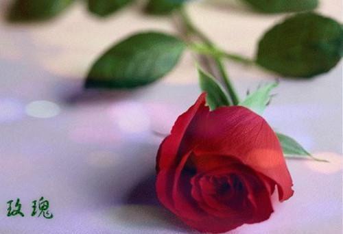 柳悦俞锦辰小说 柳悦俞锦辰全文免费阅读