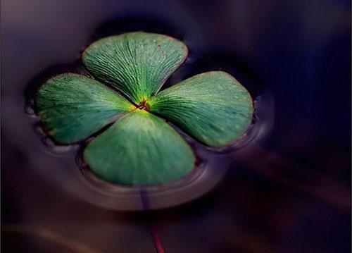 末日来袭，姐姐抢走我的兽人老公小说全集 徐薇雷屠危浦无删减无弹窗阅读