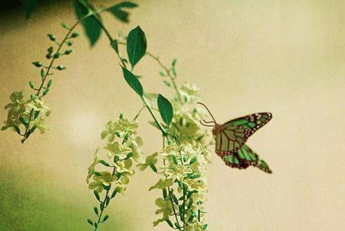 清晏(六月)小说最新章节