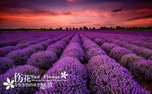 安夏陆谦最后结局 安夏陆谦完结版免费阅读