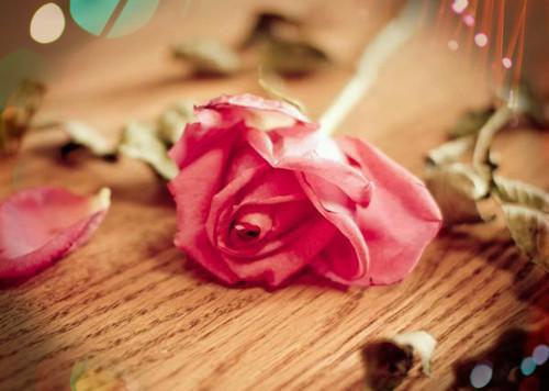 主角名是林清鸦萧扶光全文免费阅读正版