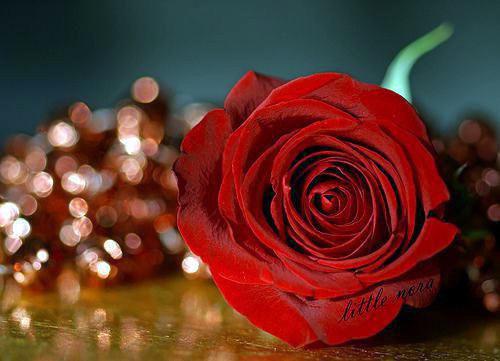 沈念之小说最后结局 沈念之完结版免费阅读