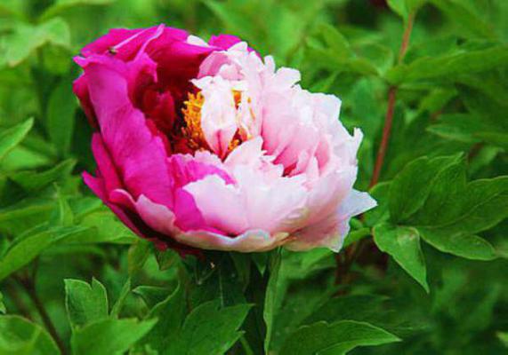 宋嘉悦林轩哪里可以看 宋嘉悦林轩免费阅读第2章