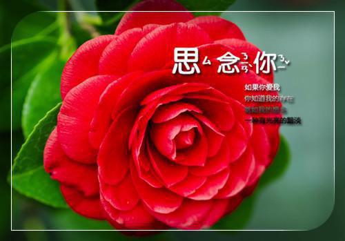 宋安泽秋晚清小说名字 宋安泽秋晚清小叫什么名字？以爱为囚无删去广告精彩章节手机内在线试读