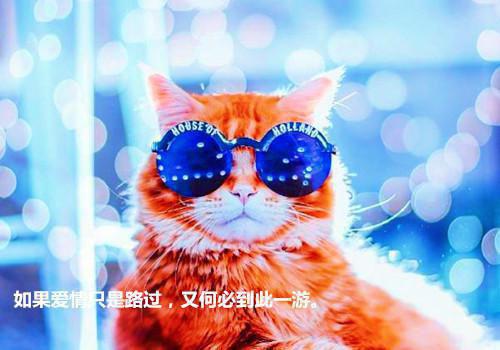 沈时葶陆九霄免费阅读 沈时葶陆九霄最新章节目录