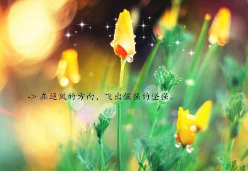 霜雪归来凤回巢顾栖音墨柯免费章节在线阅读