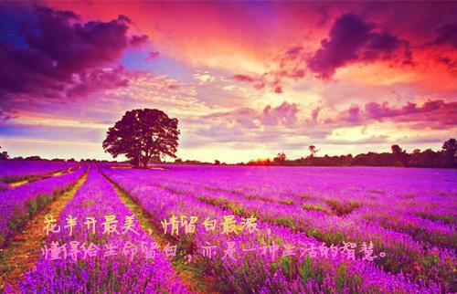 (最新)江明月席慕蓉霍思淼小说完整版免费阅读