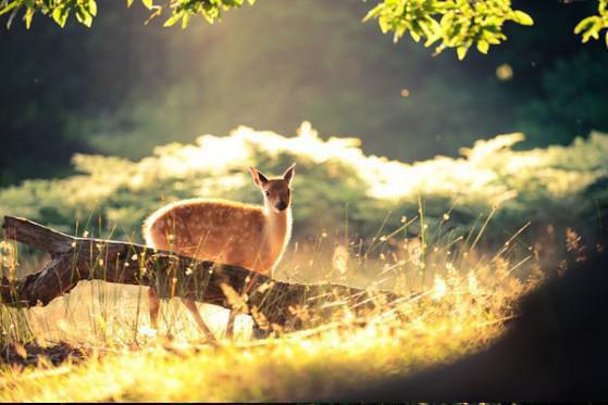 婆婆的救命钱,被老公给白月光买包林北纪雪琪无广告小说全本阅读