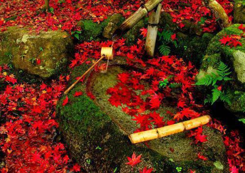 养大的儿子是白眼狼一共多少章 徐清周城全文目录