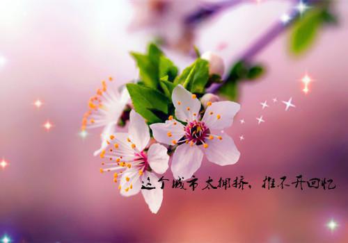 弦玄之声最新更新 安少弦顾玄免费读