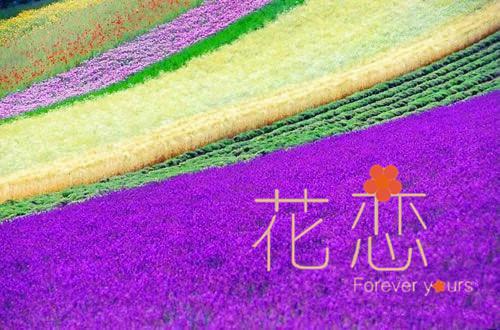 顾恩雅倪奕诚什么小说 顾恩雅倪奕诚全文免费阅读