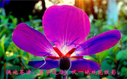 宋洛洛裴行枫颜珏韩渊是啥小说 宋洛洛裴行枫颜珏韩渊免费阅读无广告