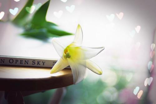 梦笙玄卿盛渔小说名字 梦笙玄卿盛渔全文免费阅读