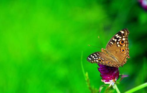 弯弯翠兰小说全文 弯弯翠兰小说免费阅读大结局