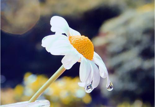 逃往鲜花盛开的春天免费章节抢先阅读