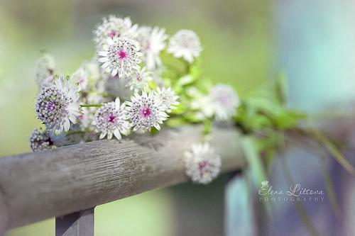 洛禧傅庭琛免费小说 洛禧傅庭琛完结版在线阅读