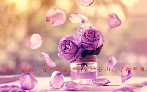 重生后手撕恶毒厂花安乔曹琳琳曹秋小说在线免费阅读(大结局)