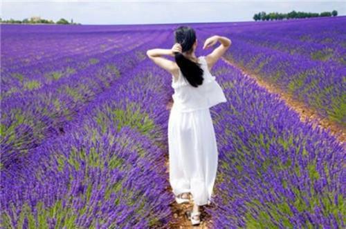 子由慕鹤大结局是什么 蝴蝶刀小说无弹窗阅读