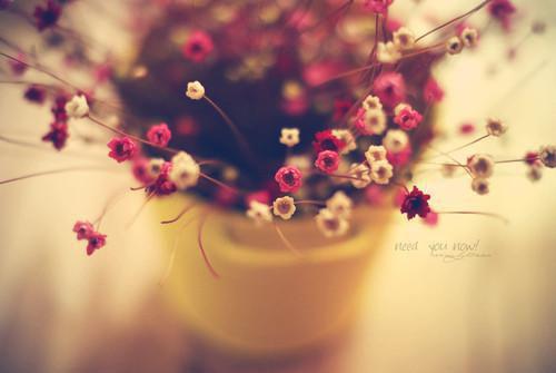 余薇顾炎之（余薇顾炎之）全文免费阅读大结局-余薇顾炎之小说全文免费阅读最新章节列表