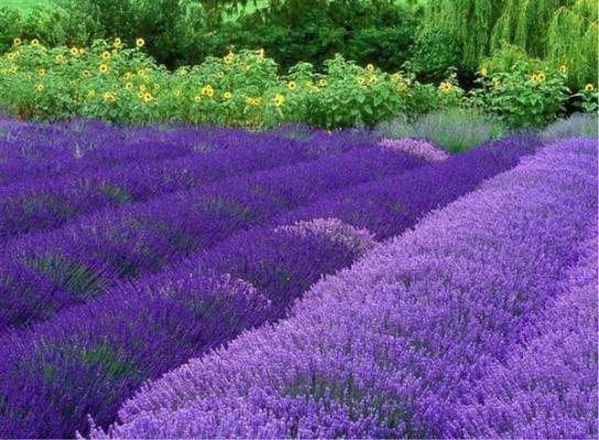 乔惊棠江怀瑾小说全免读 乔惊棠江怀瑾第一章在线阅读