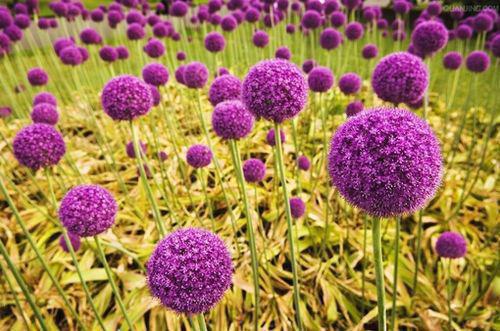 阮轻轻商祁小说阅读 阮轻轻商祁全文免费无广告