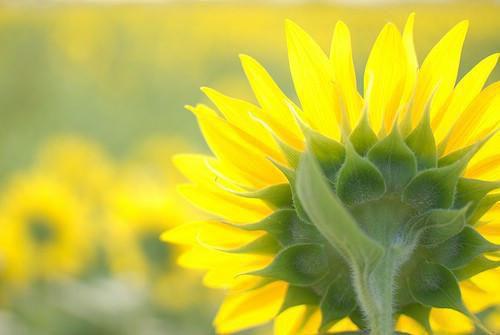 (最新)苏明娇苏清岚小说完整版免费阅读