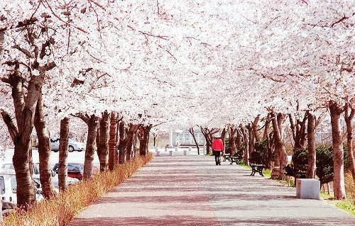 你不是我的菜小说全文 林开顾楚儿裴淮之结局在线阅读