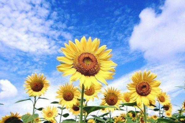 倪乐萱谢顾景小说在哪里看 倪乐萱谢顾景在线阅读第4章