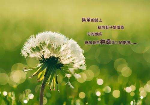 他承诺护着她一辈子的招月，死在他的冷眼旁观中佚名 林招月顾沉衍小说