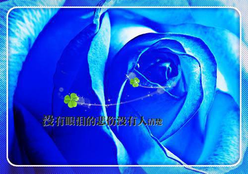 苏禾周向聿免费阅读小说 苏禾周向聿第一章