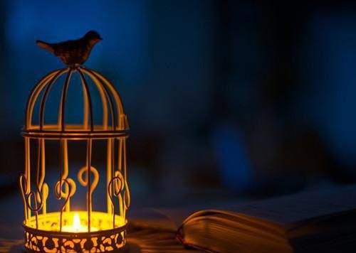 我拿猪粪泼了婆婆一脸小说无弹窗全文阅读 林哲王银花柳安章节目录