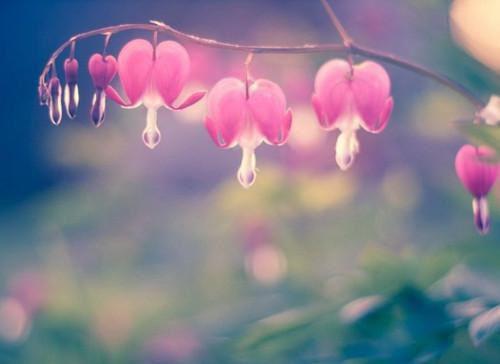 青鸾免费阅读小说 青鸾