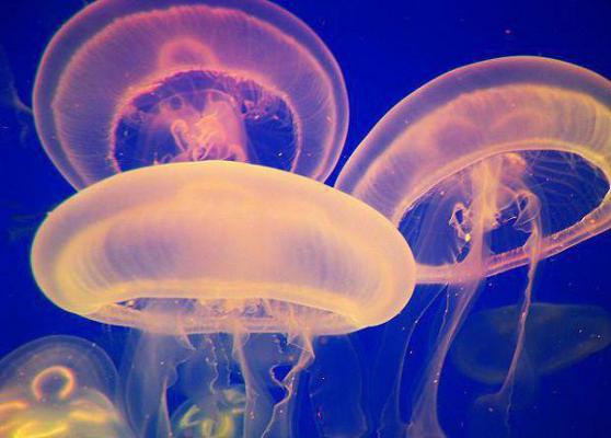 林白川江野小说章节免费阅读 林白川江野无弹窗