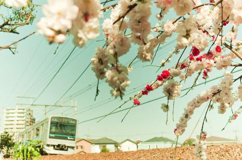 封楚笙裘君唯小说全文 封楚笙裘君唯小说免费阅读大结局